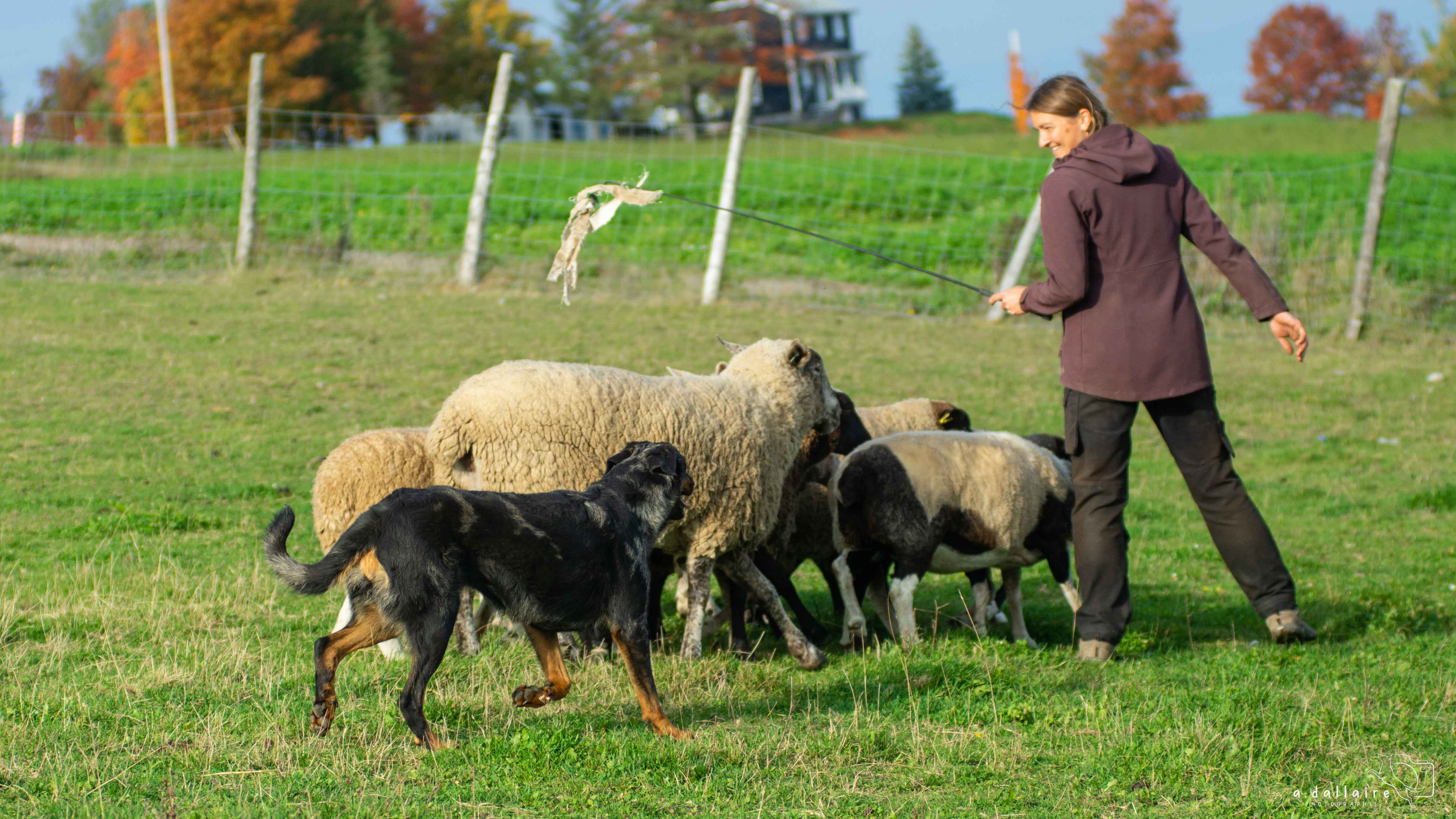 beauceron