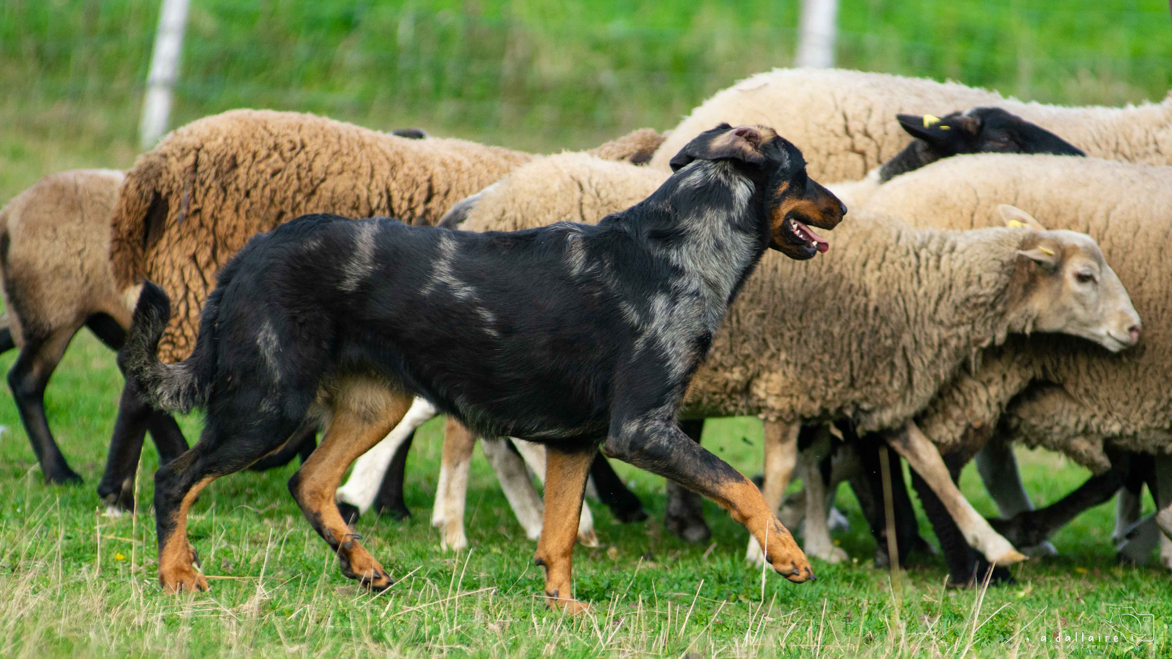 beauceron