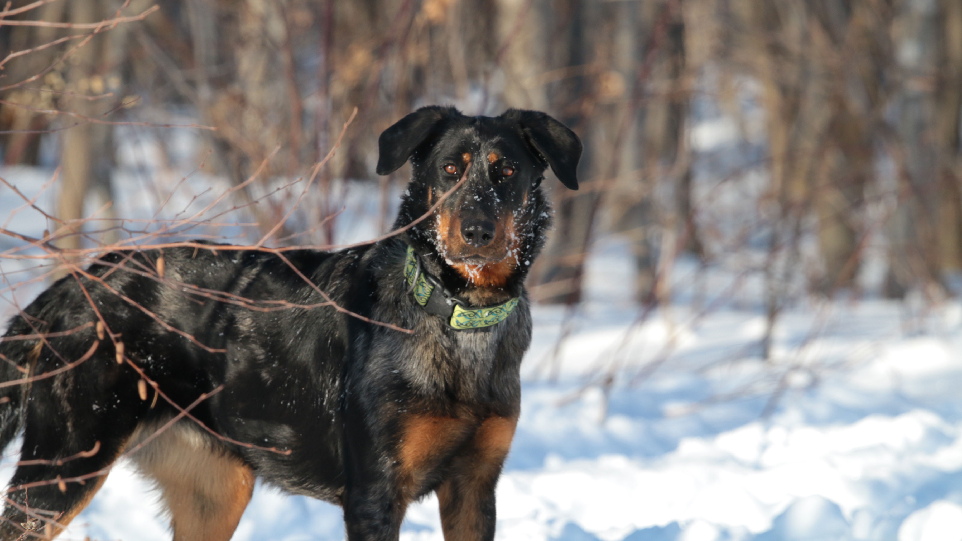 beauceron