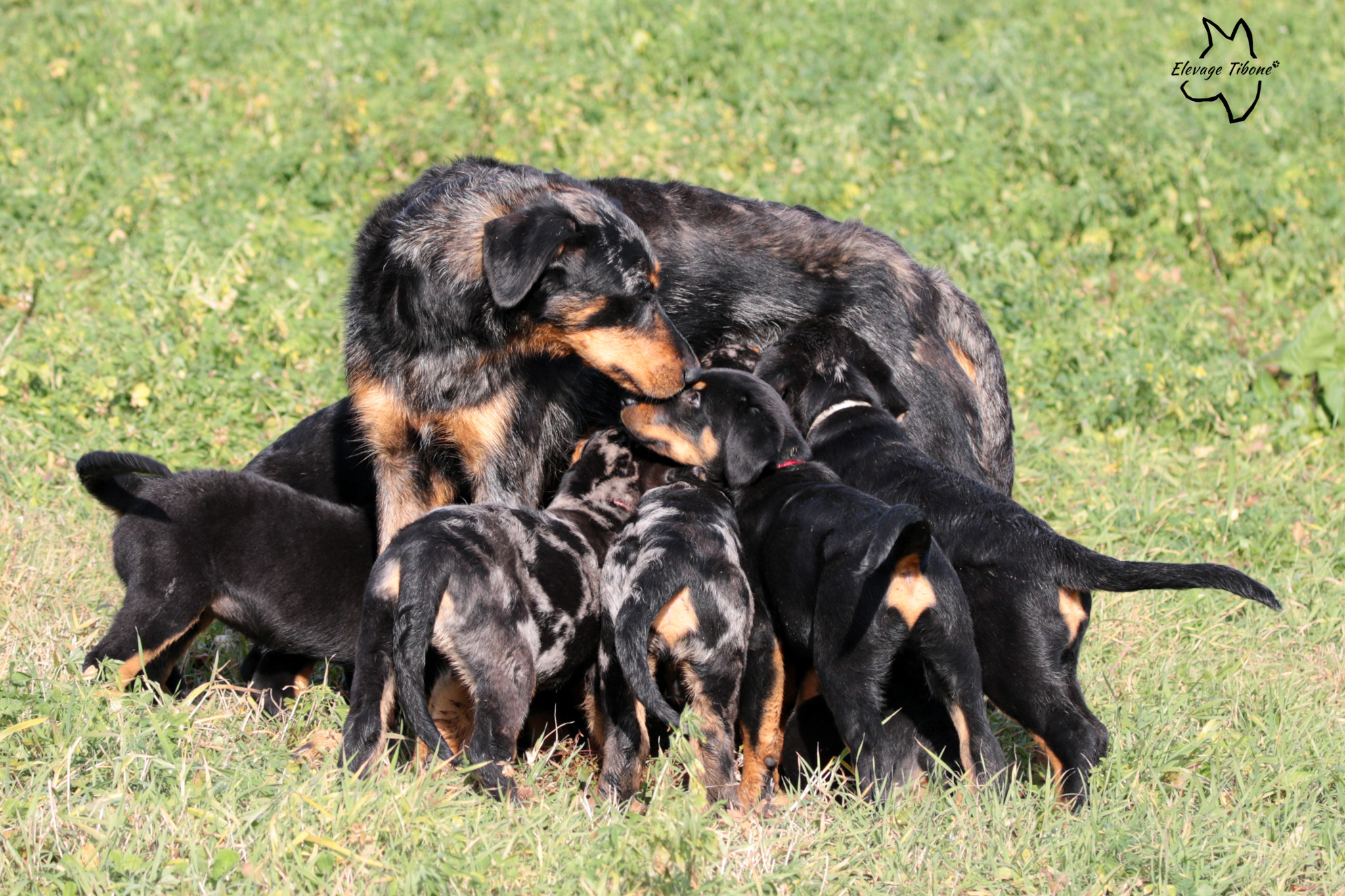 litter of puppies playing with their mother