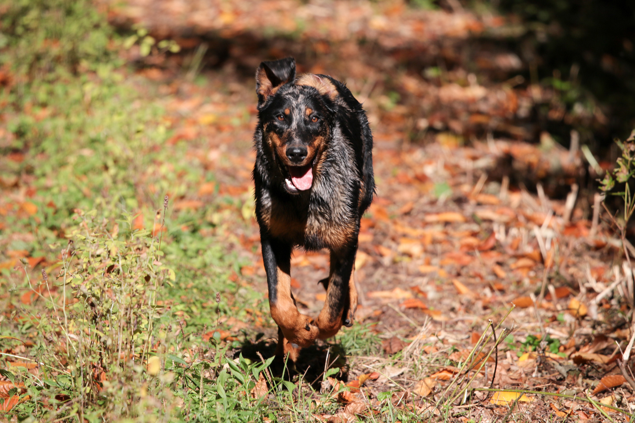 beauceron