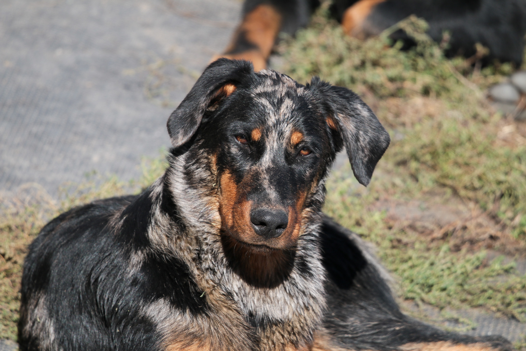 beauceron