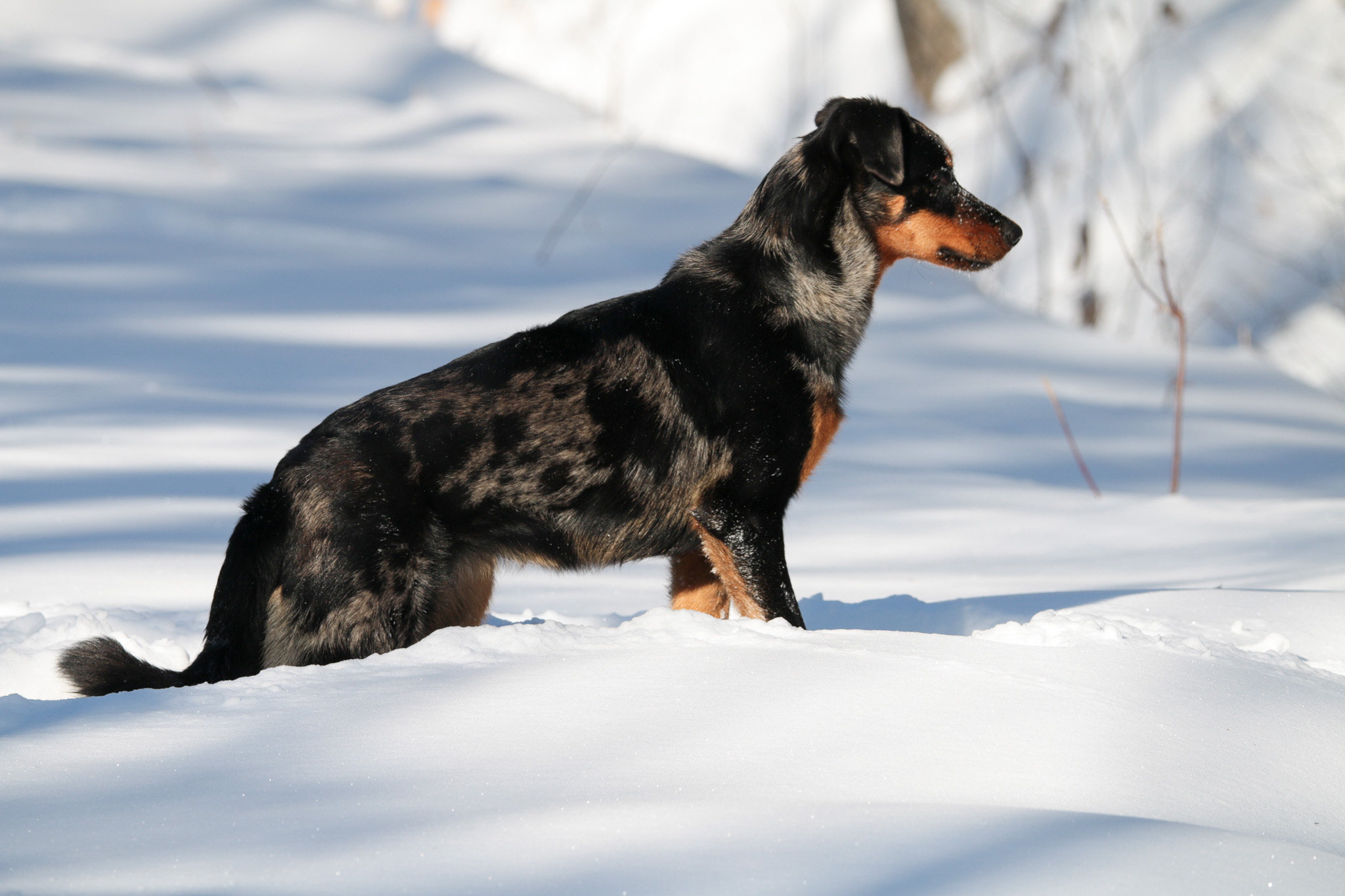 beauceron