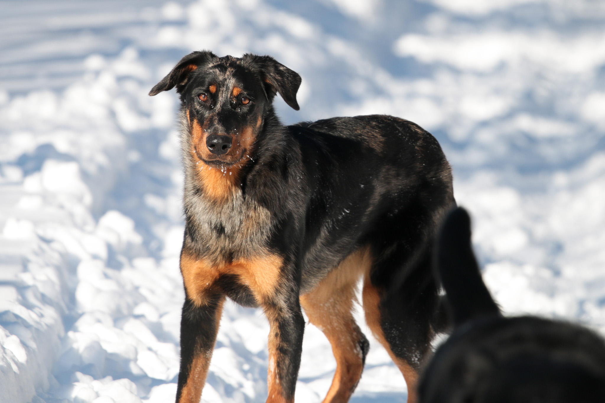 beauceron