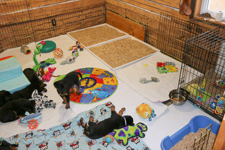 beauceron puppies
