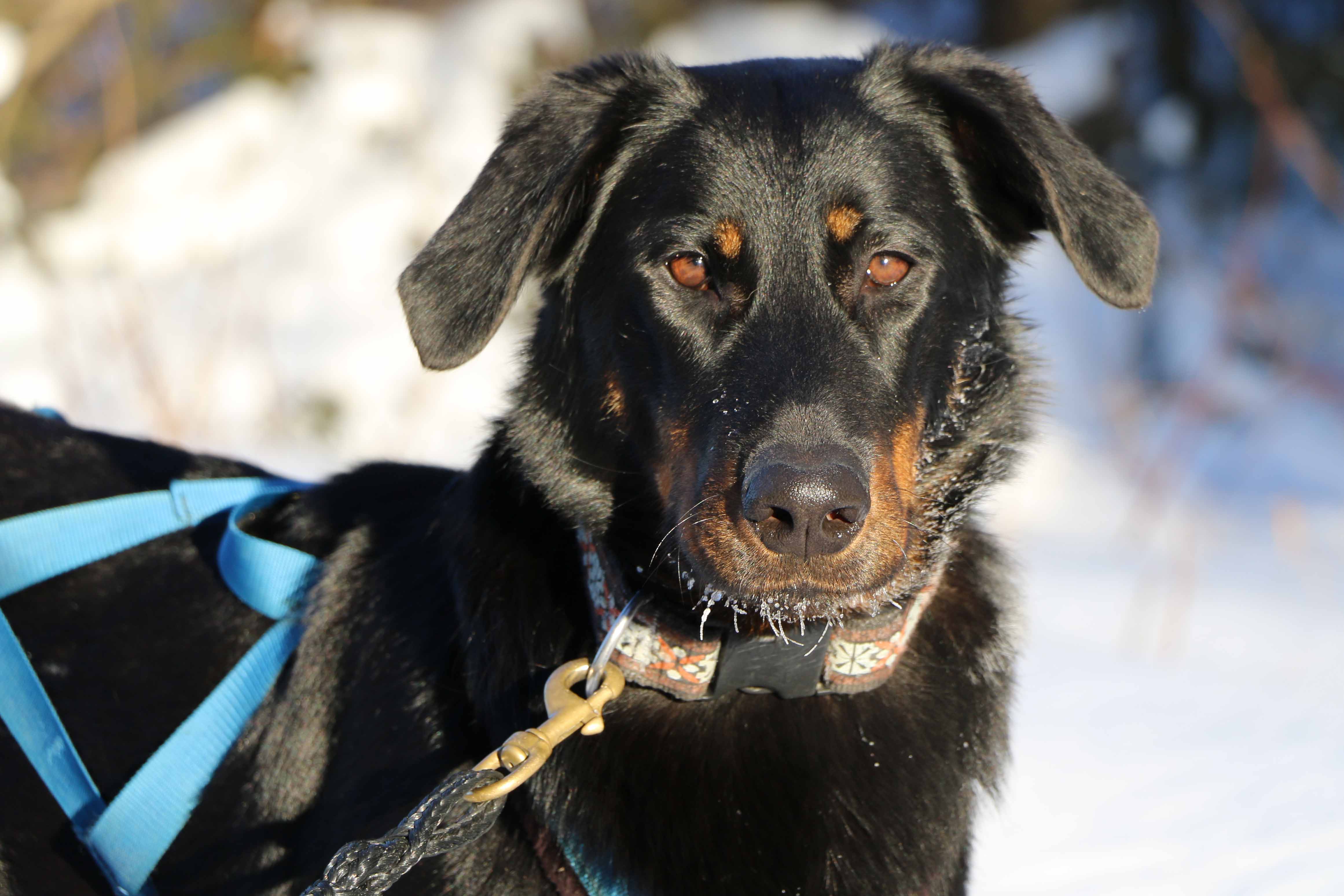 beauceron