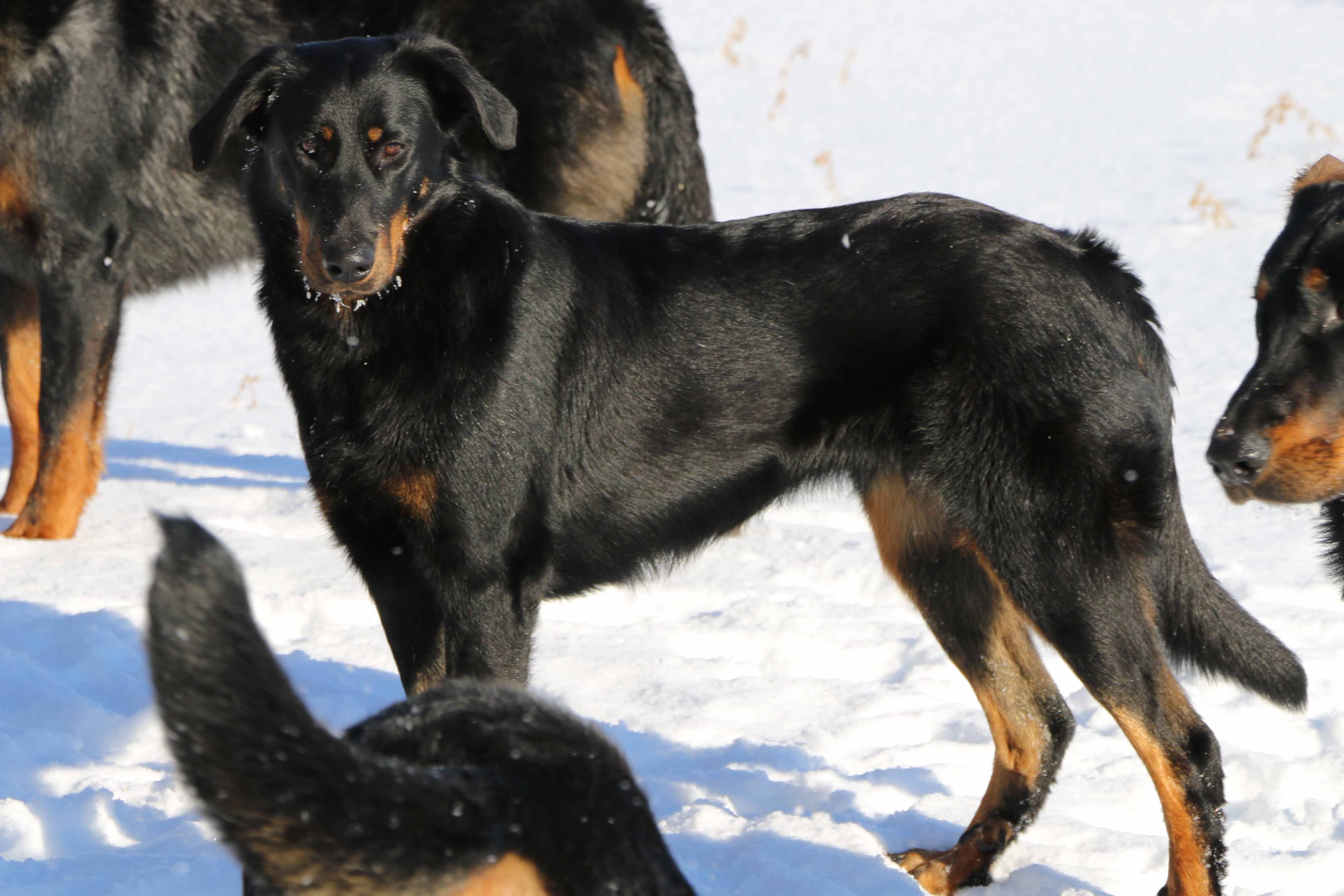 beauceron