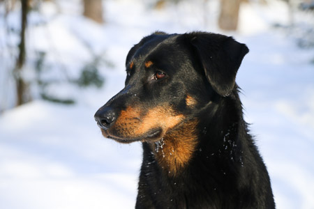 beauceron