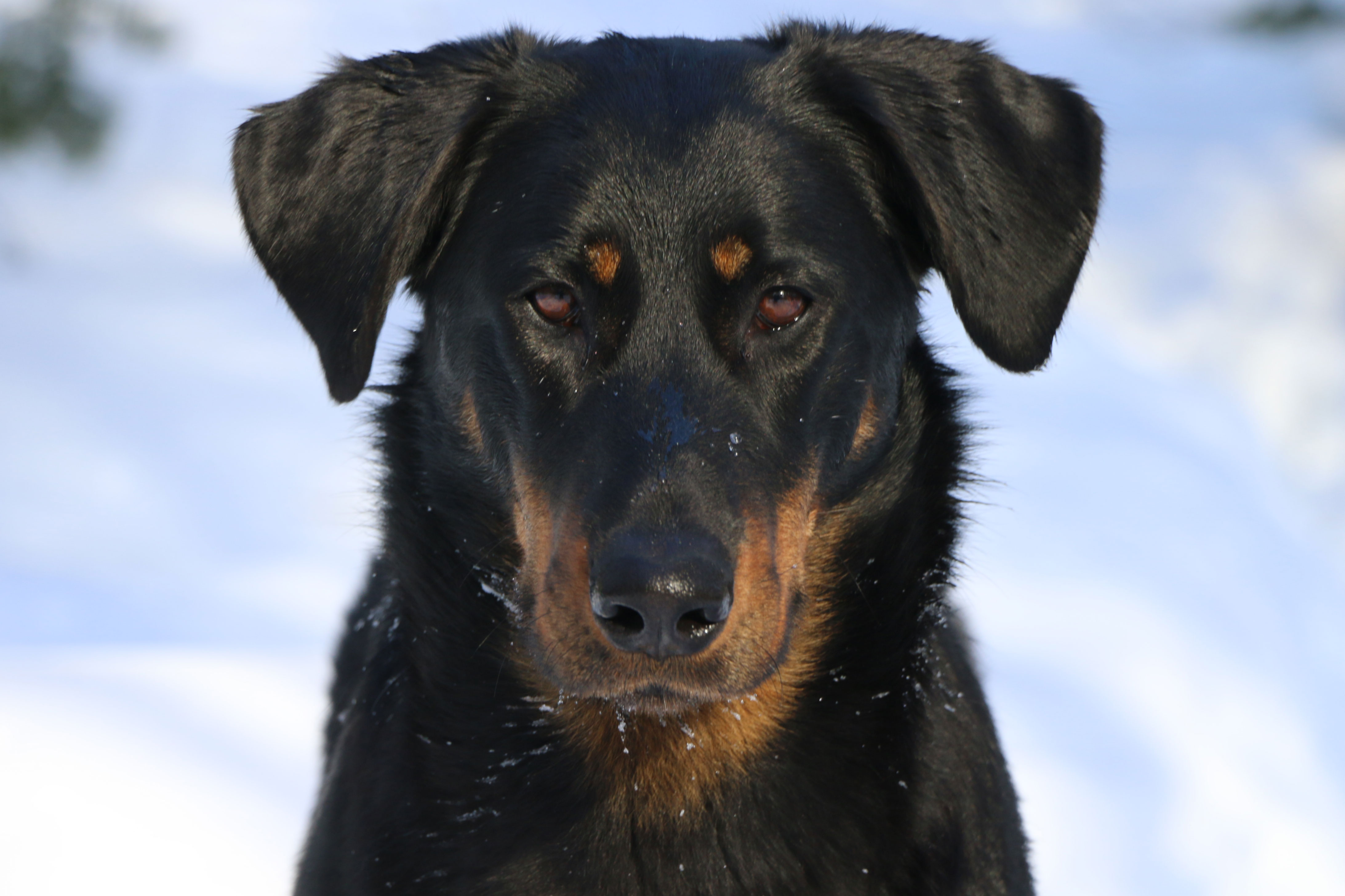 beauceron with natural ears