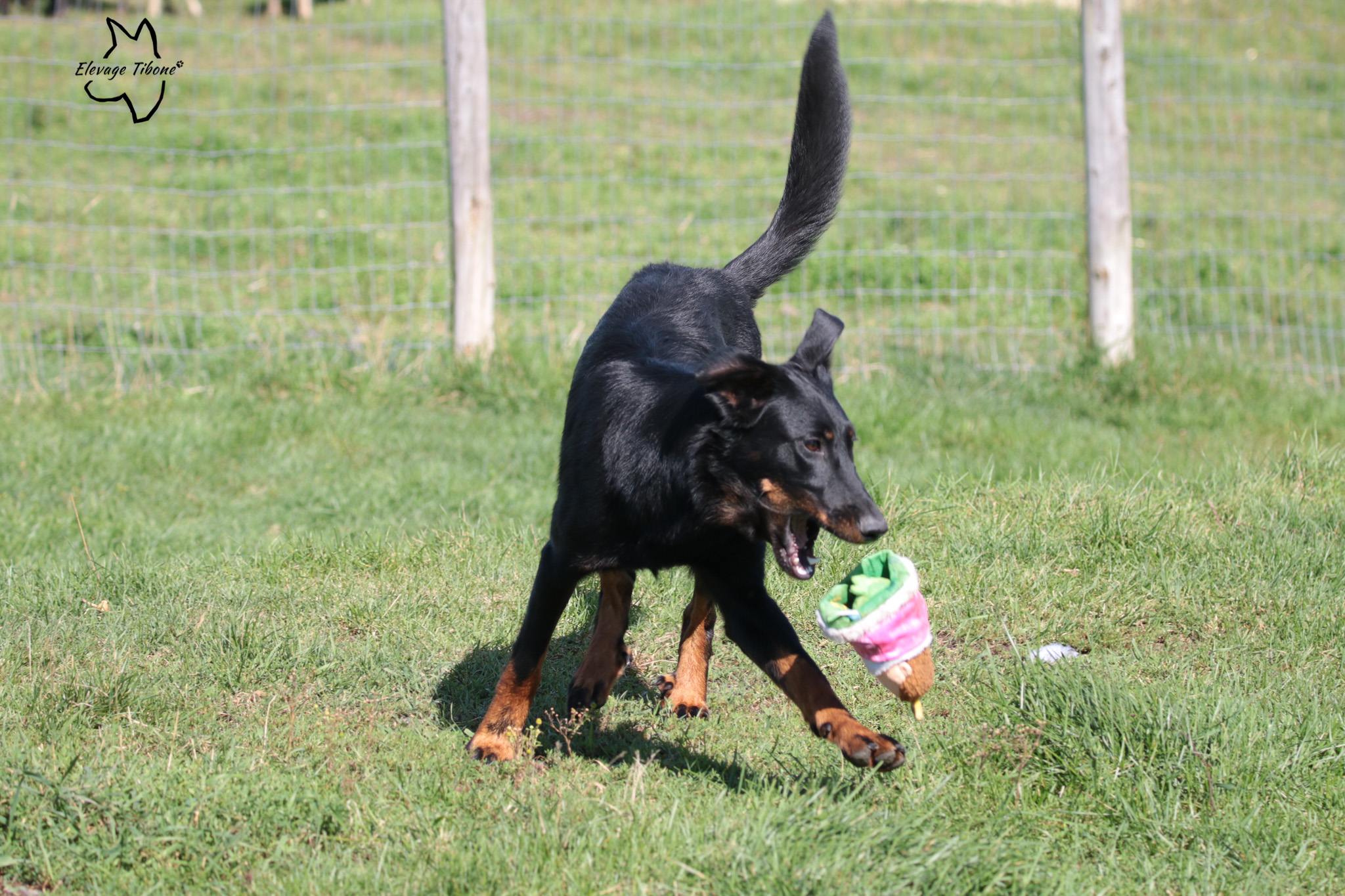 beauceron