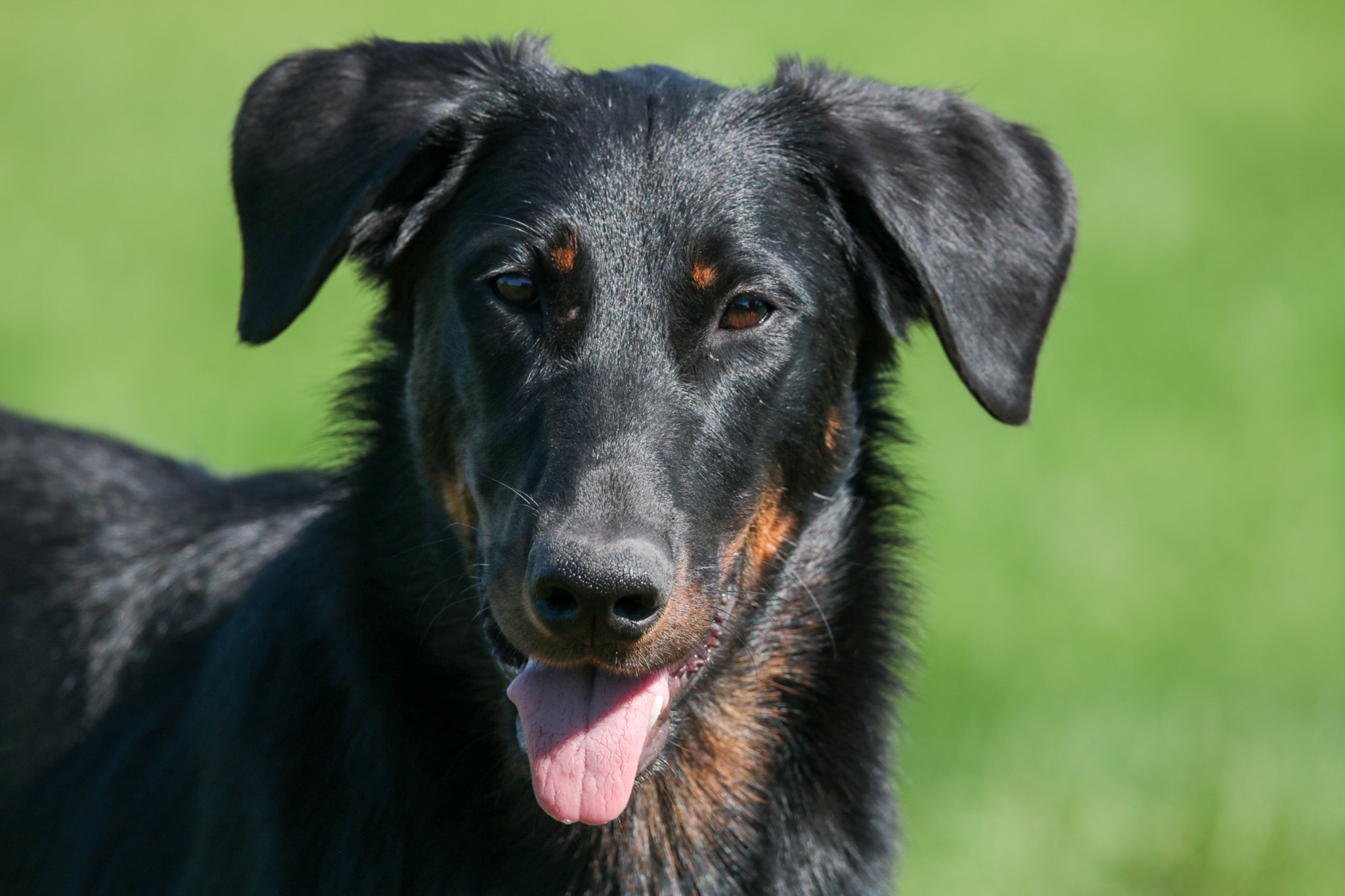 beauceron