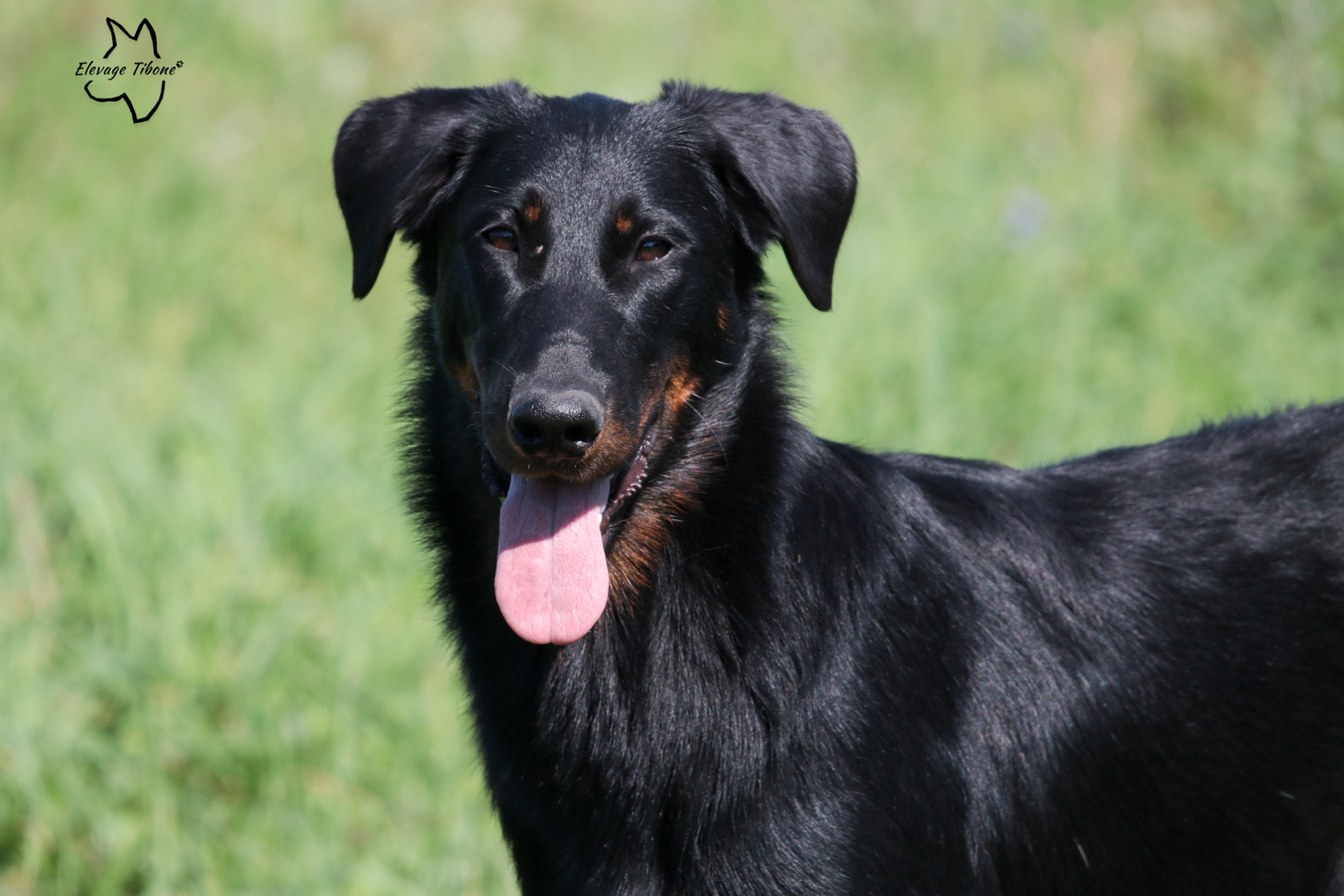 beauceron