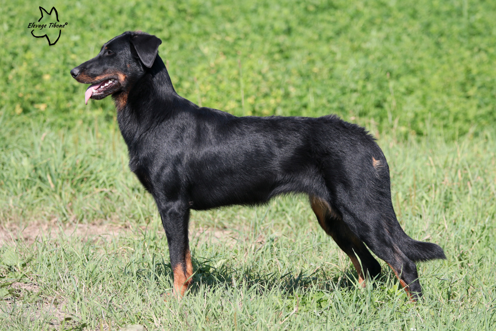 beauceron