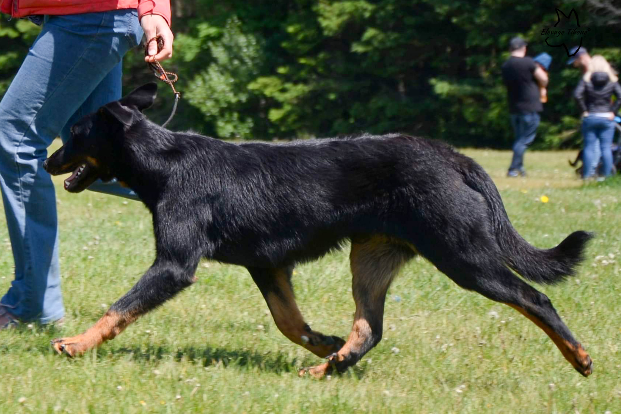 beauceron