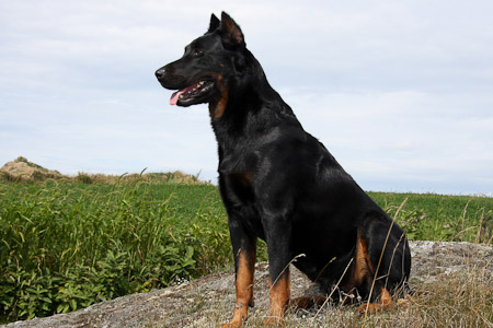 beauceron