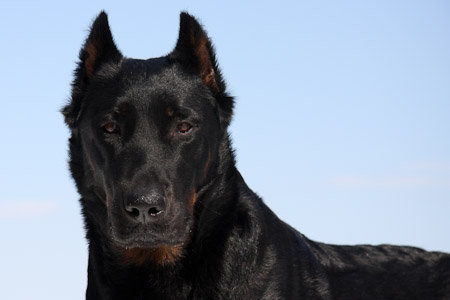 beauceron