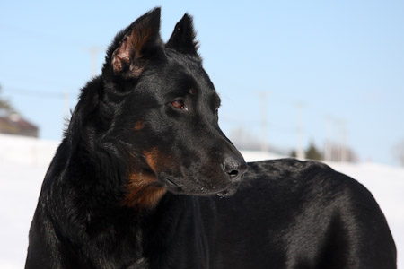 beauceron