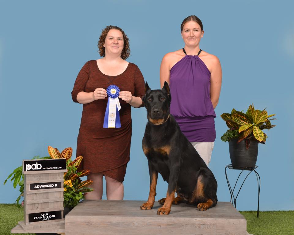 beauceron