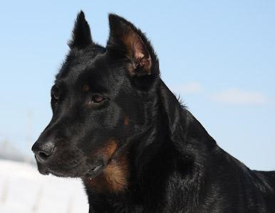 beauceron