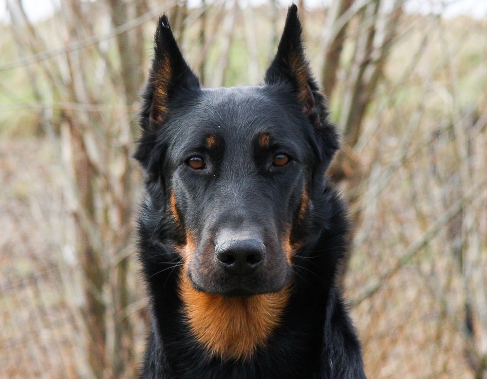 beauceron with cropped ears