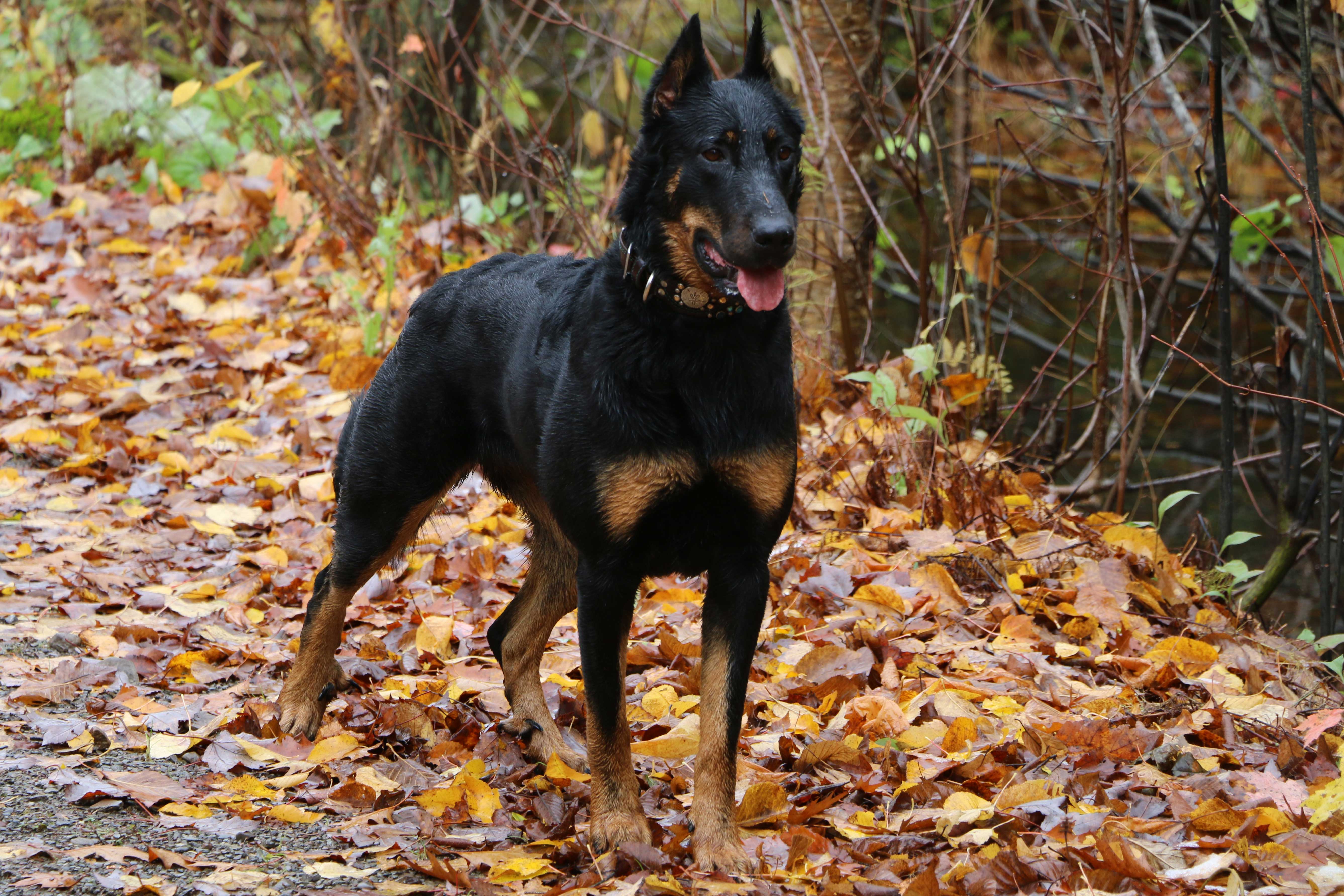 beauceron