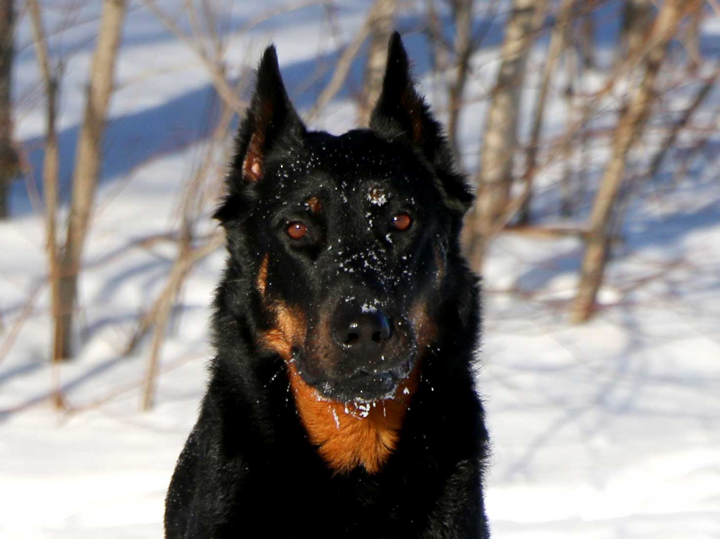 beauceron