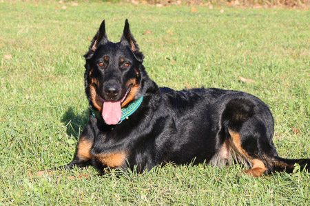 beauceron