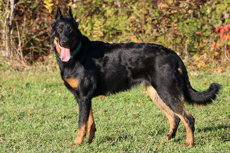 beauceron