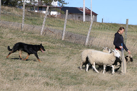 beauceron