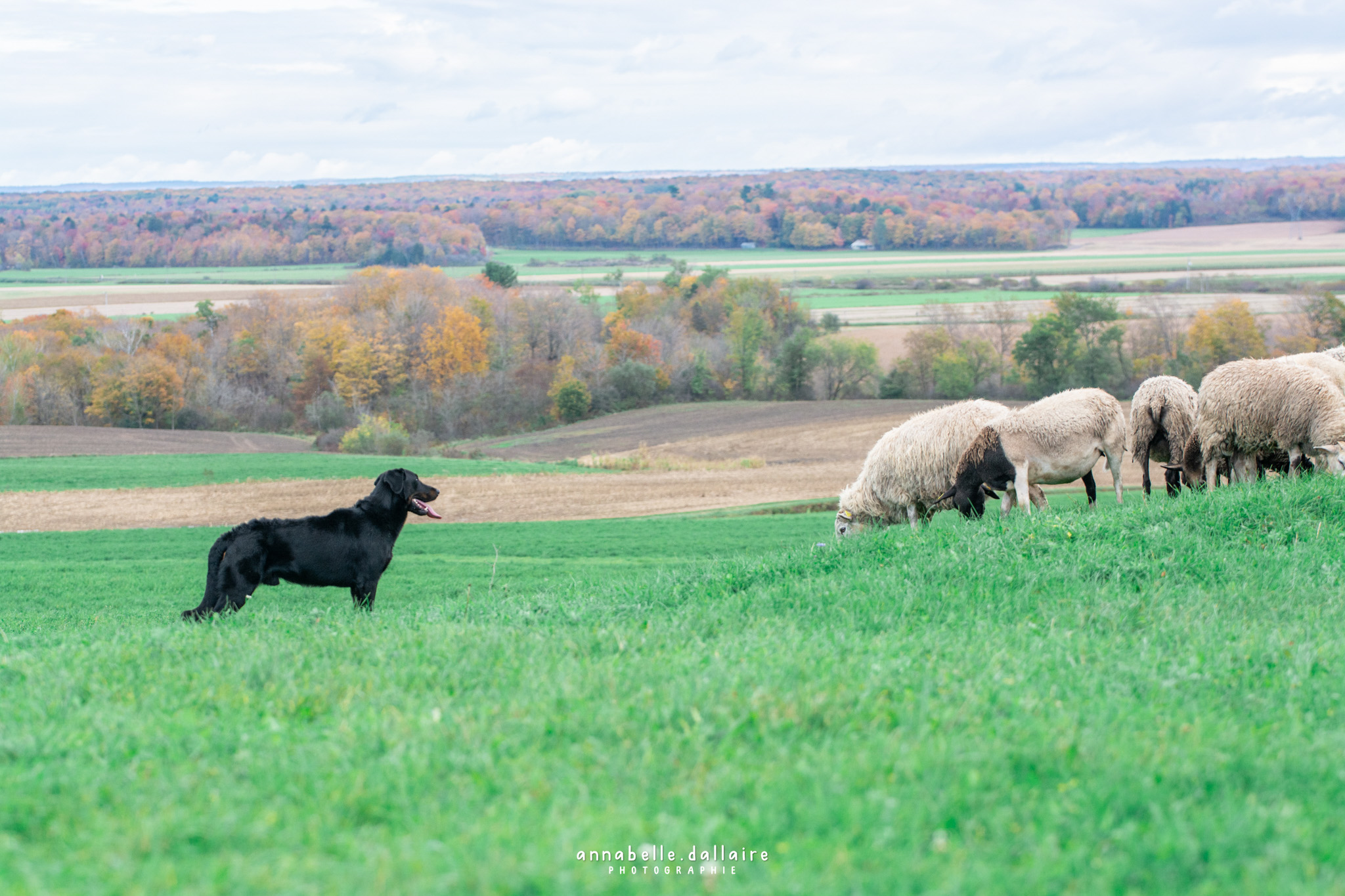 beauceron