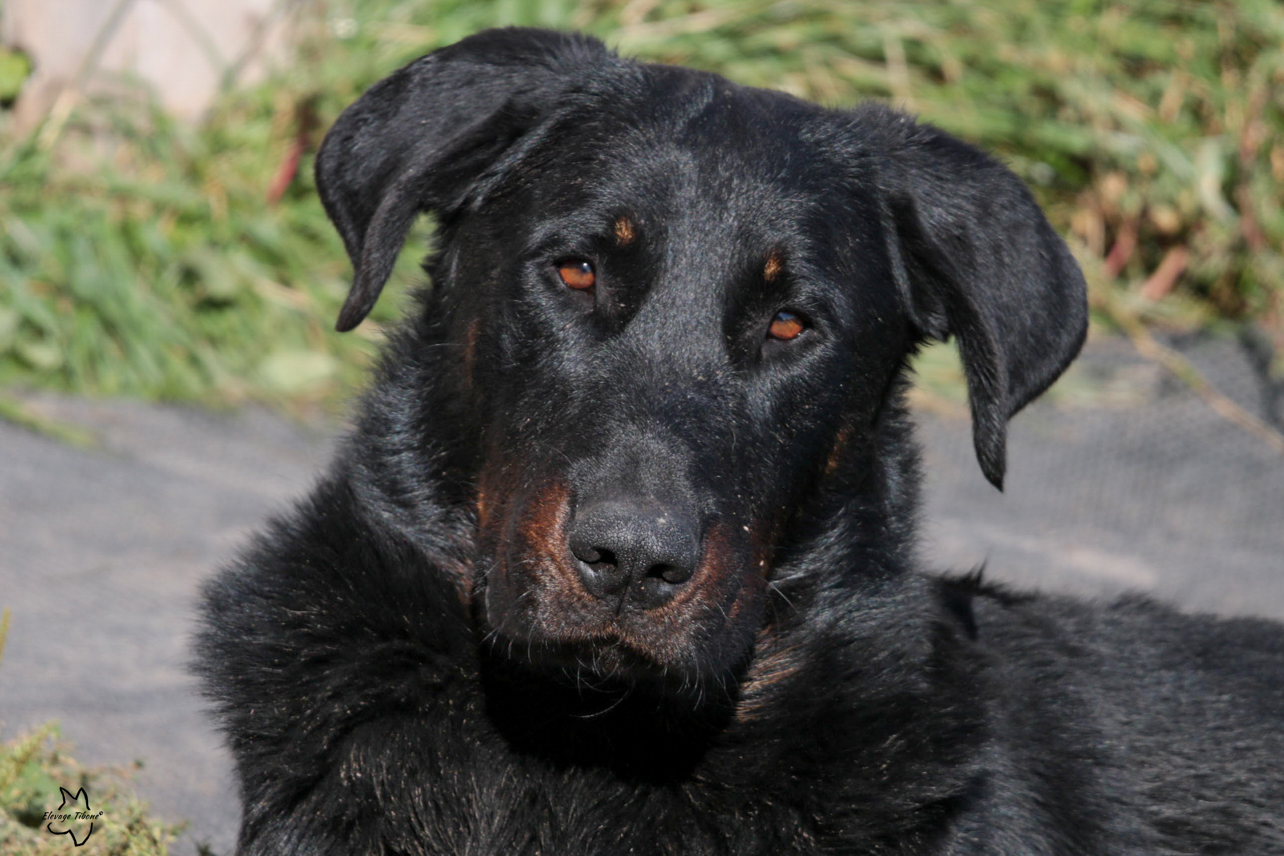 beauceron