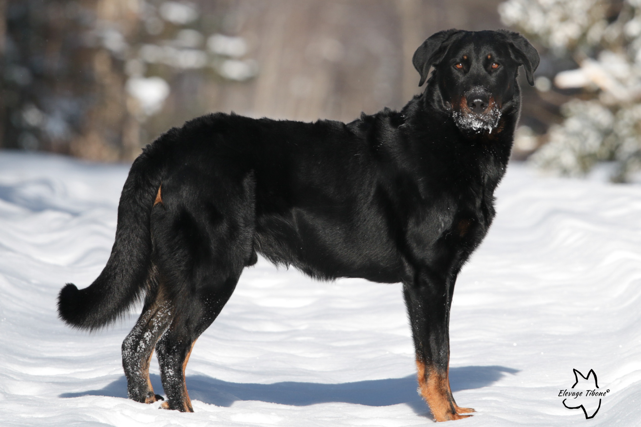 chiot beauceron à vendre