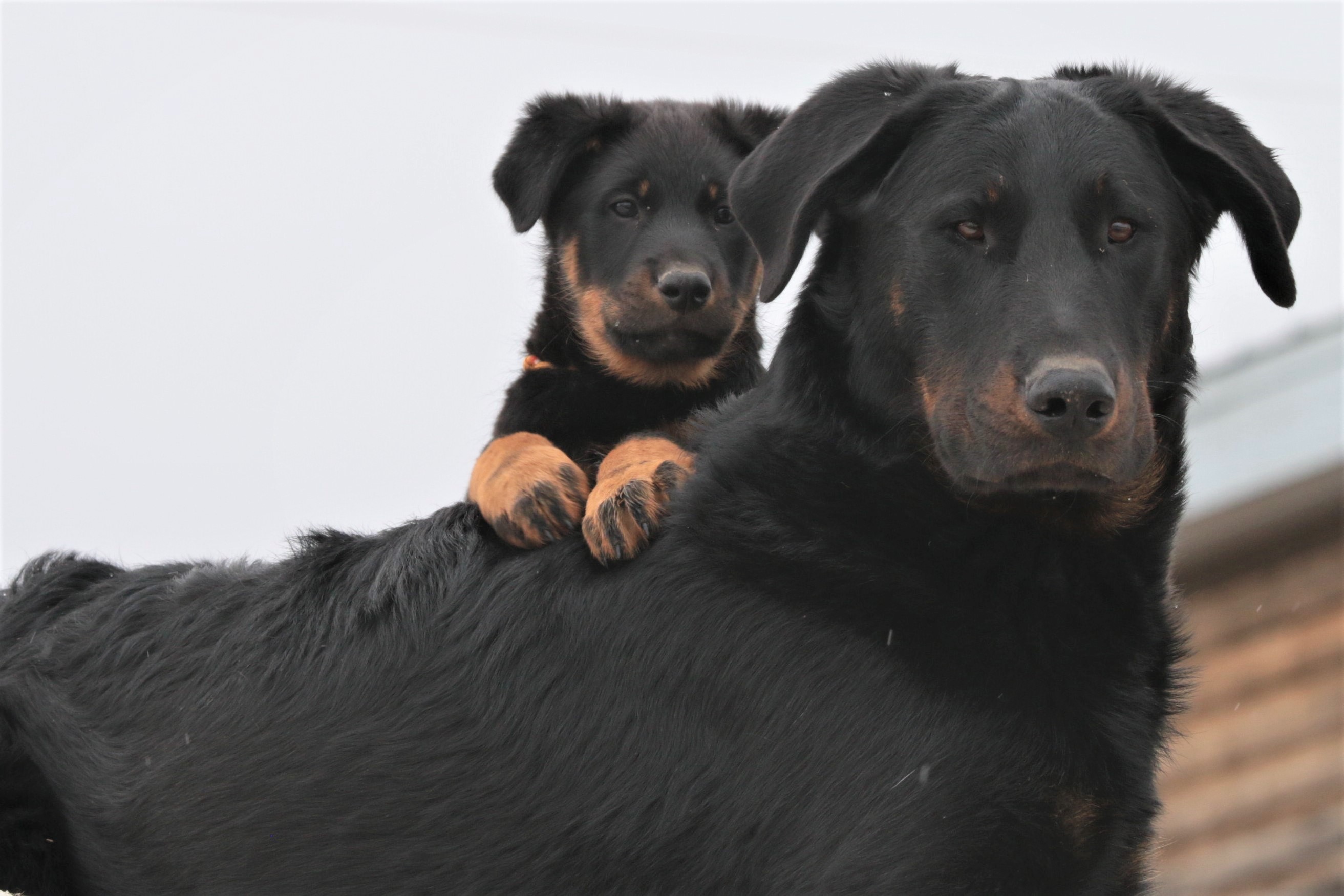 beauceron