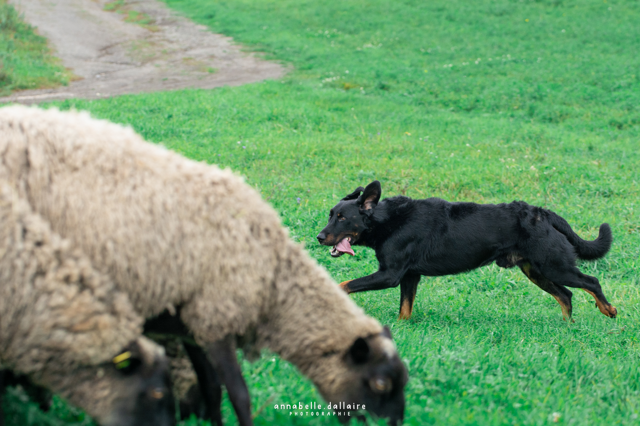 beauceron