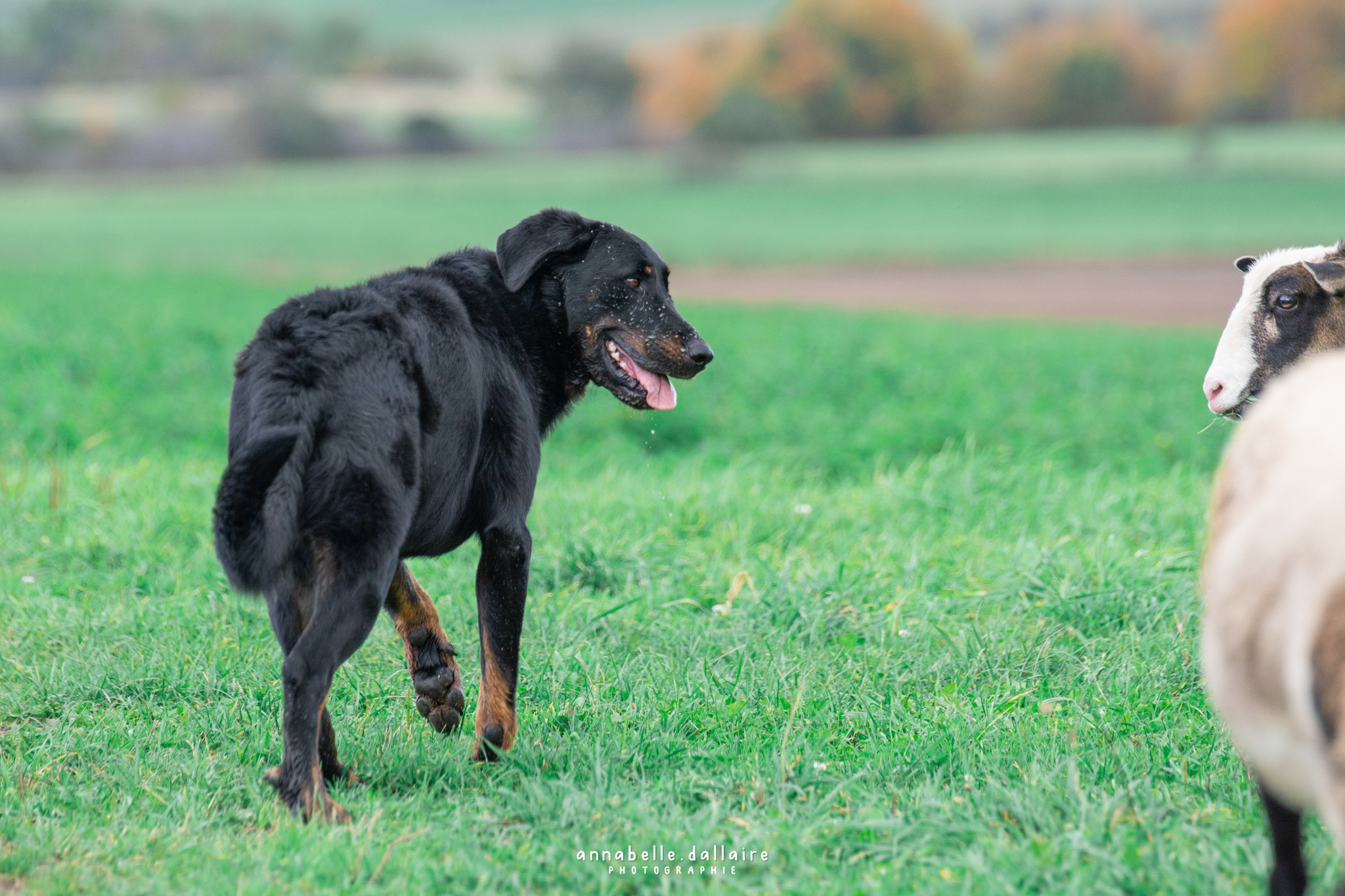 beauceron