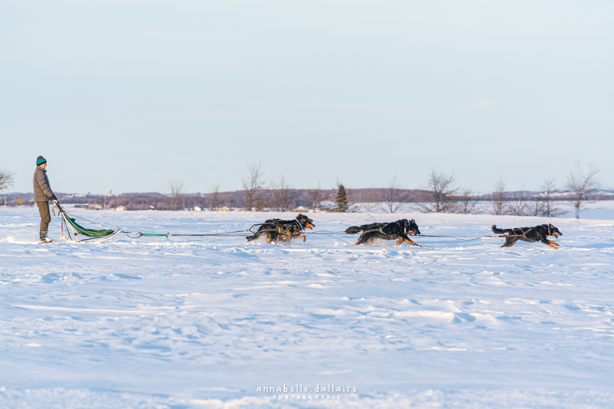 sledding beauceron