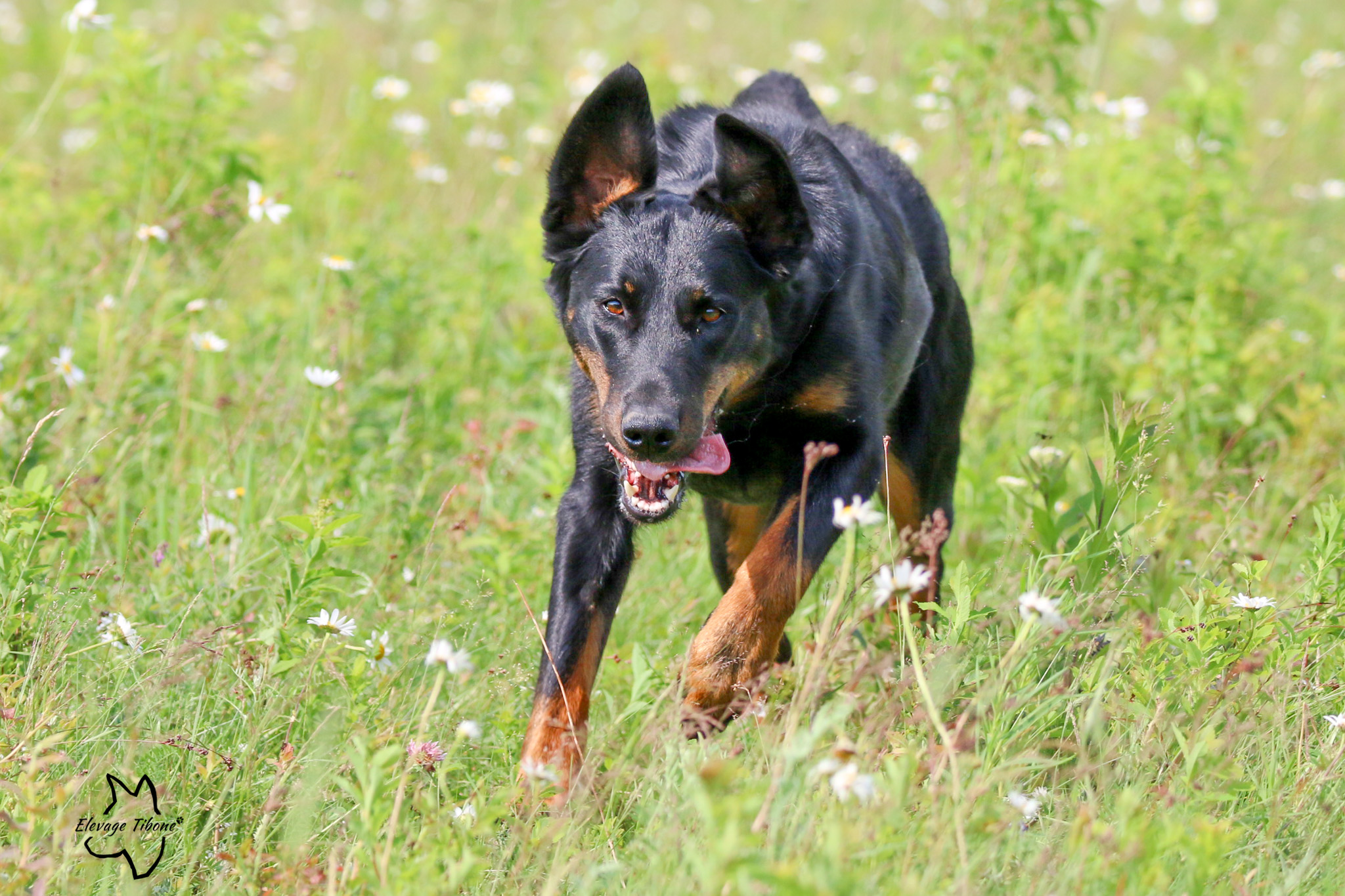 beauceron à adopter au Quebec