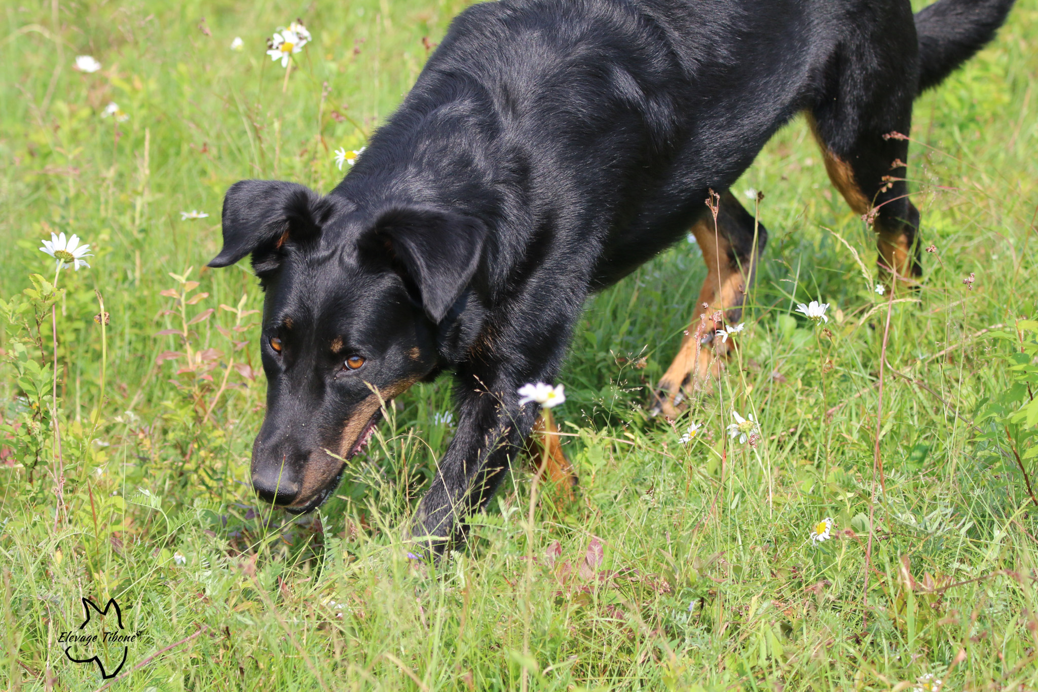 beauceron à adopter au Quebec