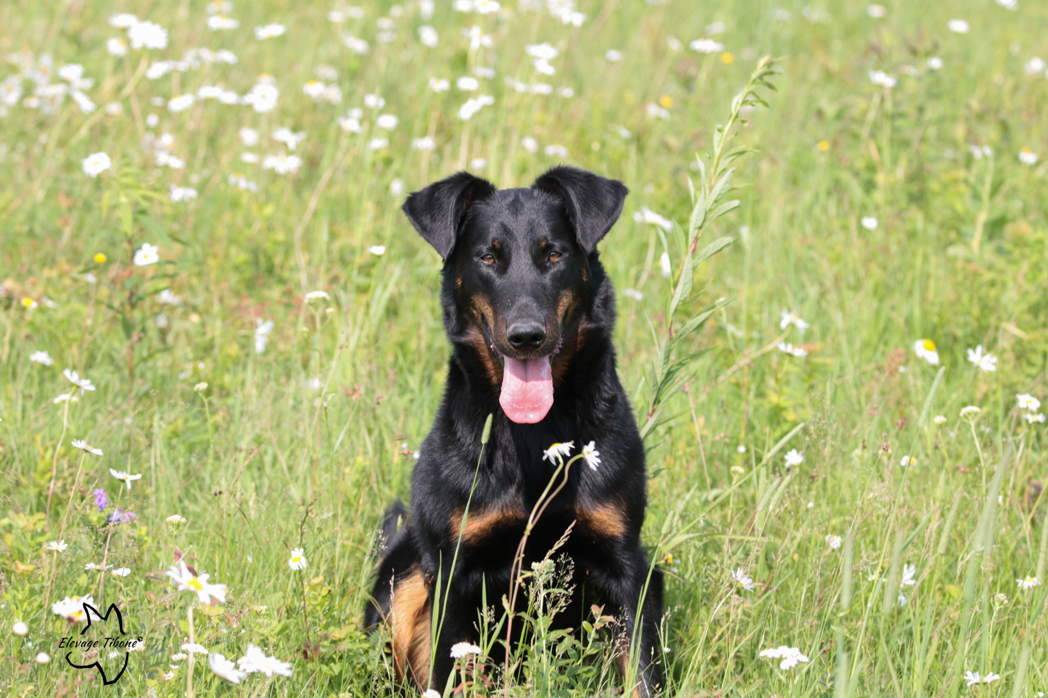 beauceron à adopter au Quebec