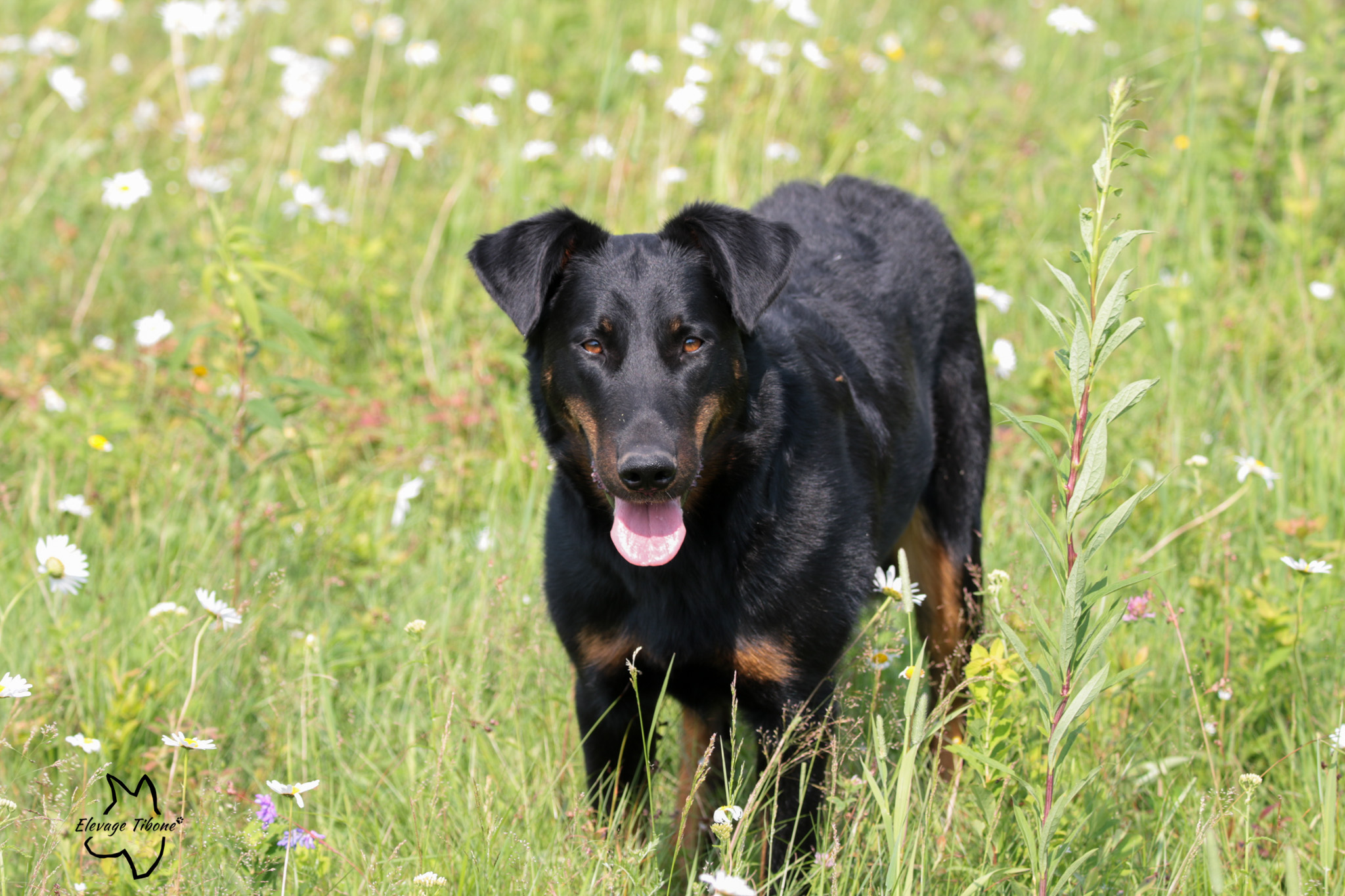 beauceron à adopter au Quebec